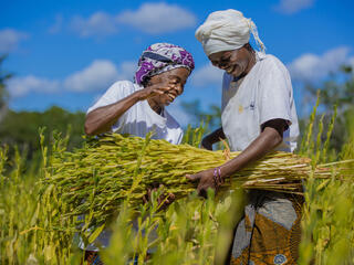 Two women smile as they tie up newly harvested plants