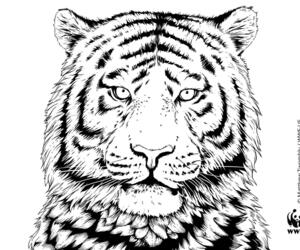 Tiger Coloring Page
