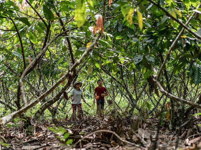 A mother and son underneath cacao trees