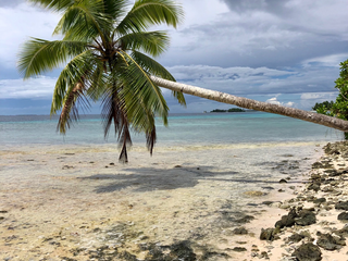 Palm tree hanging over the ocean in tropical beach