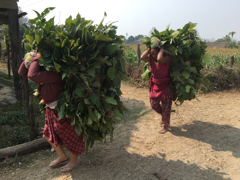 Women carrying large plant harvest on their backs