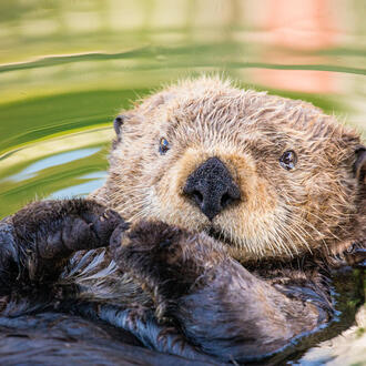 A sea otter floats peacefully