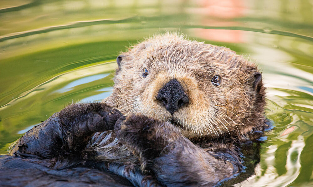 A sea otter floats peacefully