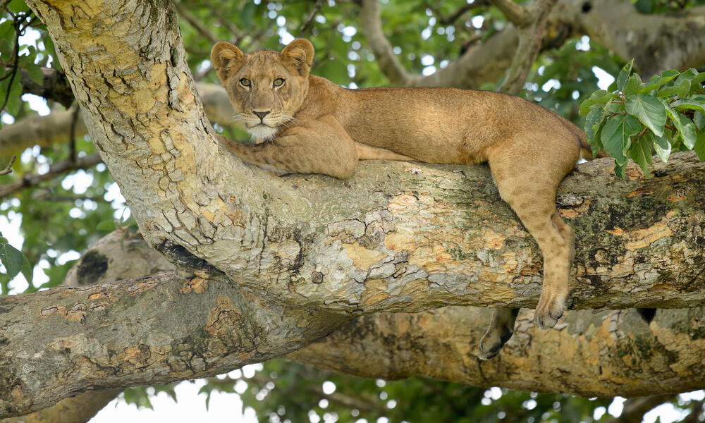WWF Uganda Ape Expedition Cat