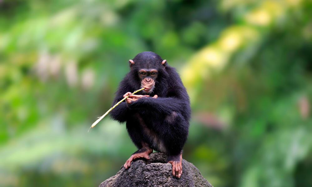 WWF Uganda Ape Expedition Chimp