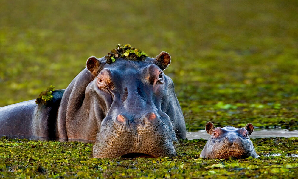 WWF Uganda Ape Expedition Hippo