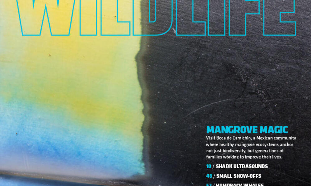 Winter 2022 | Magazine Issues | WWF