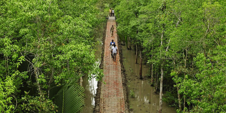 People walk on a built walkway through a wet area of the Sundarbans