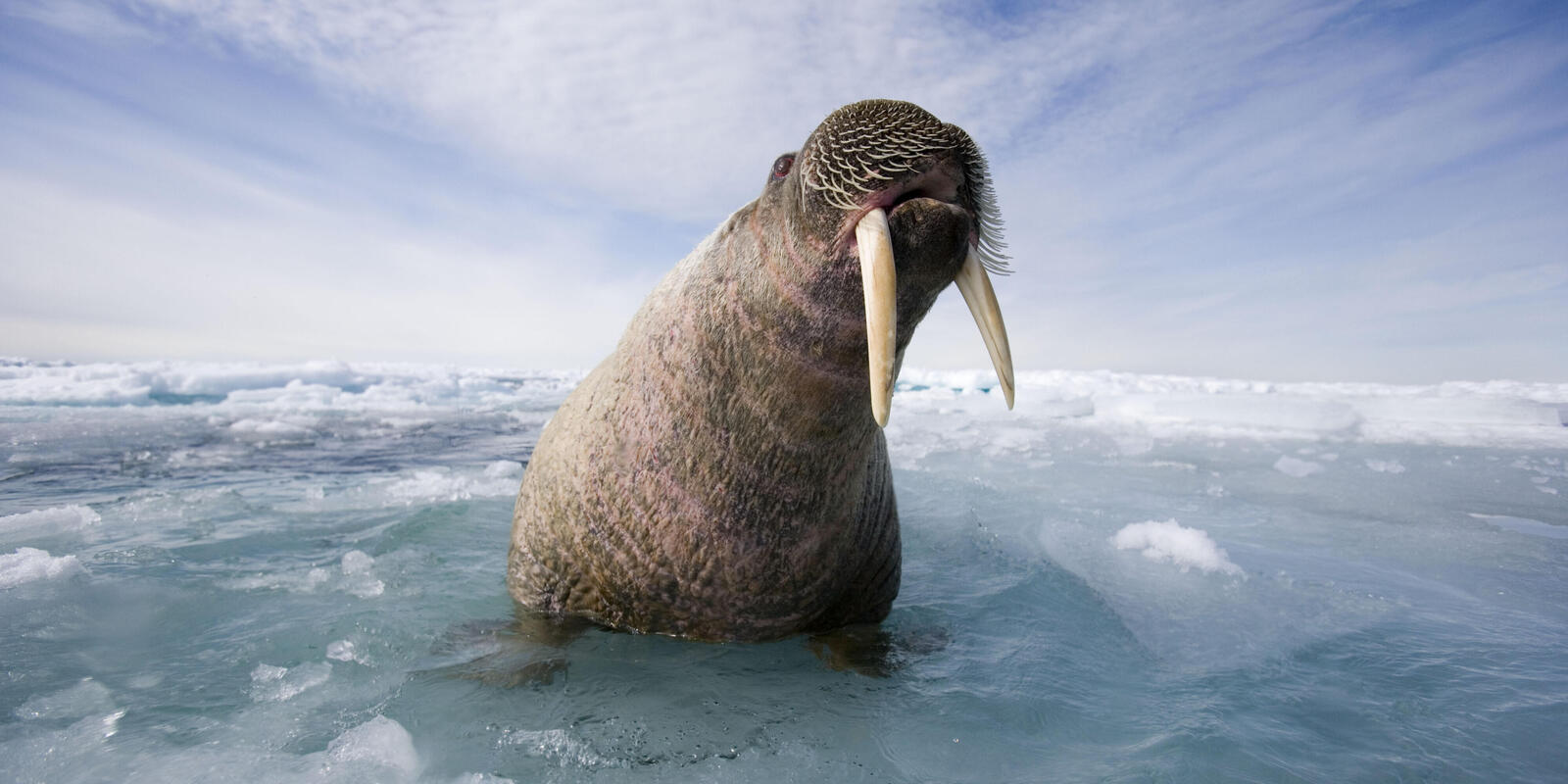 Walrus habitat on the edge | Magazine Articles | WWF