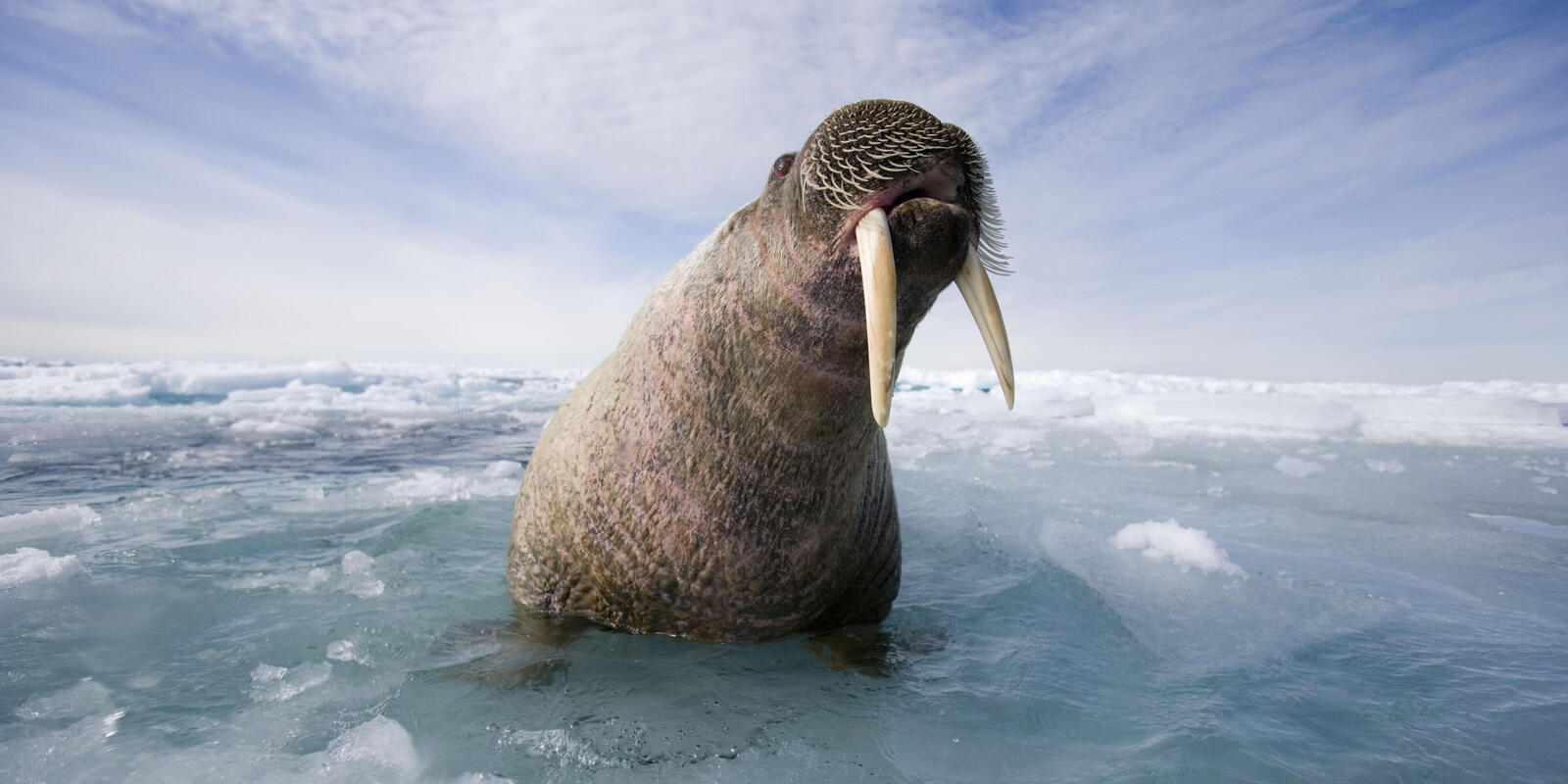 Arctic Walrus Here Are Our Top 10 Facts About Walrus WWF Arctic Walrus Here Are Our Top 10 Facts About Walrus WWF