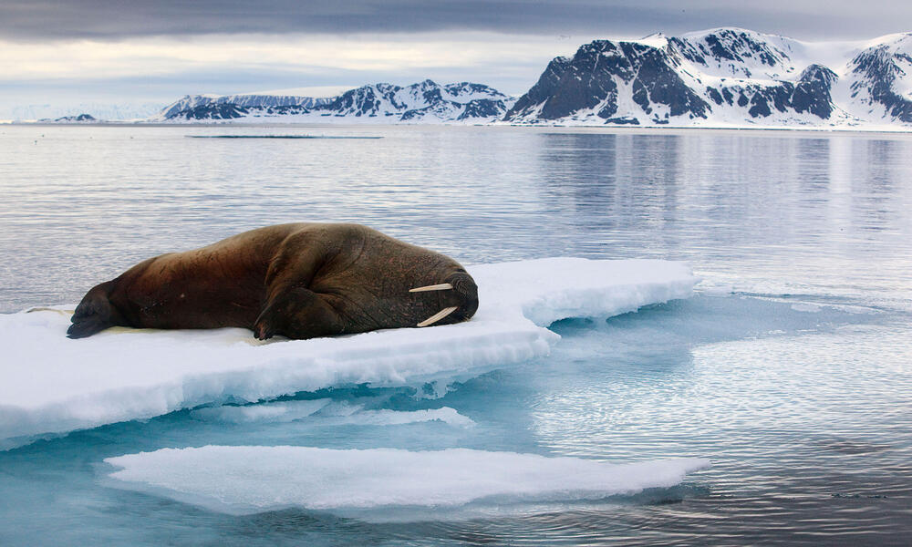 A walrus lies on a sheet of ice in front of open water