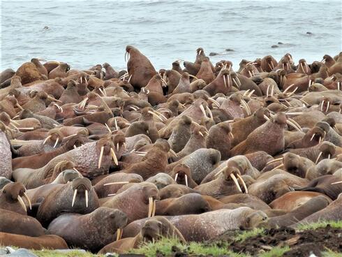Closeup view of large group of walrus all huddled together along a coastline with water in the background