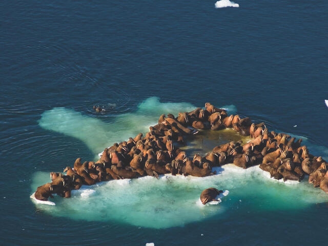 Walrus crowded on sea ice