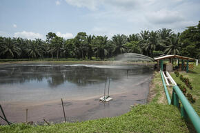 Waste water gets filtered and treated at the Agrocaribe palm oil plantation in Guatemala.
