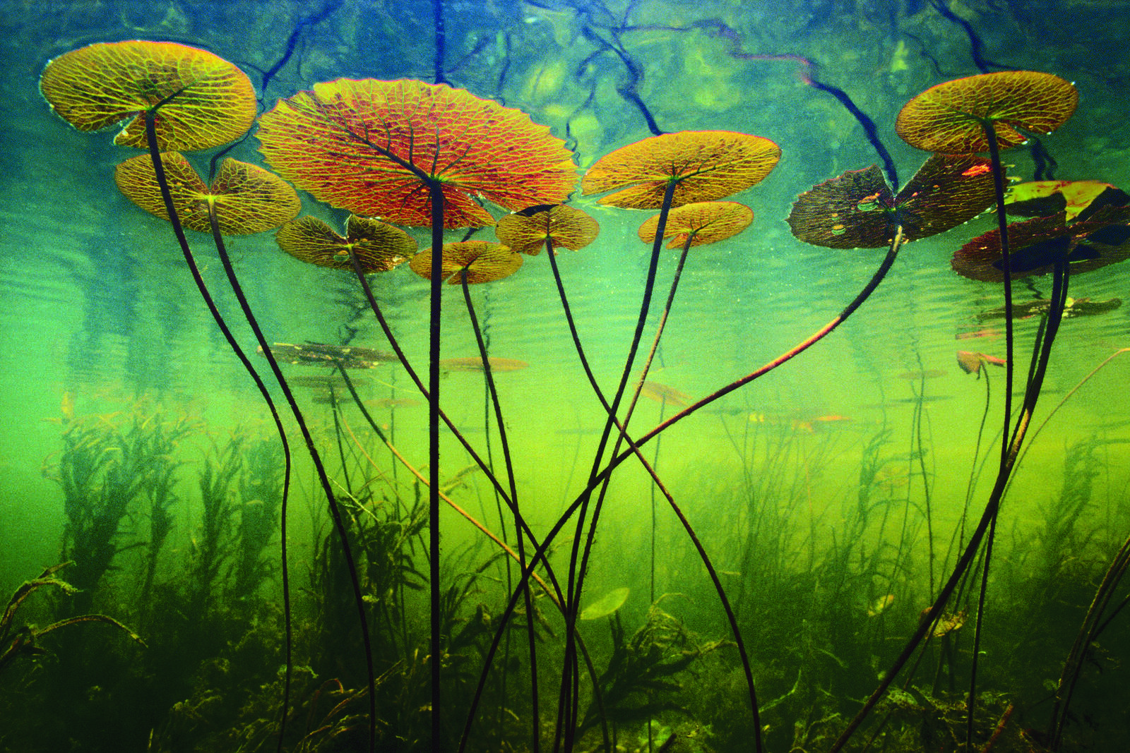 Water lilies in the Okavango Delta