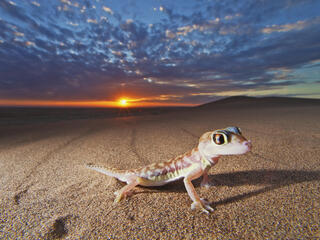 Web-footed gecko