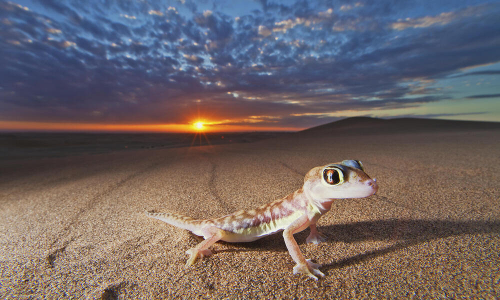 Web-footed gecko