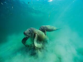 A female West Indian Manatee forages on sea grass with her calf in tow on her back