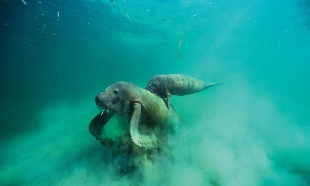 A female West Indian Manatee forages on sea grass with her calf in tow on her back