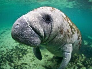 Close up of the a manatee floating underwater looking at the camera