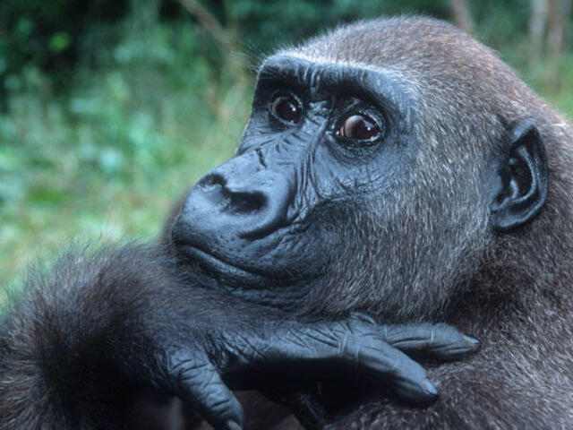 Western lowland gorilla resting on forest floor in Dzanga Sangha Protected Area, CAR