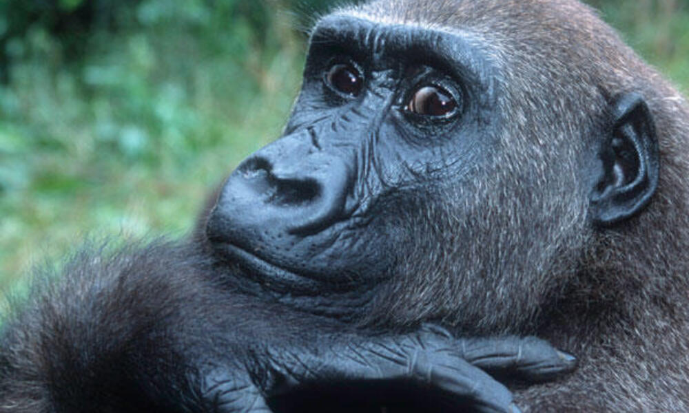 west lowland gorilla