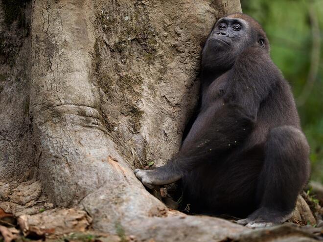 Gorilla | Species | WWF