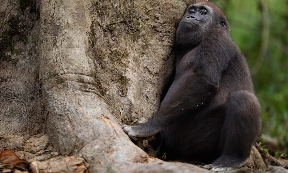 Western lowland gorilla (Gorilla gorilla gorilla) juvenile male 'Mobangi' aged 5 years reaching into a hole in a tree for rotting wood to feed on, Bai Hokou, Dzanga Sangha Special Dense Forest Reserve, Central African Republic.