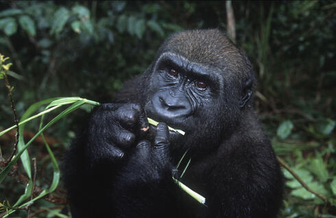 Western Lowland Gorilla