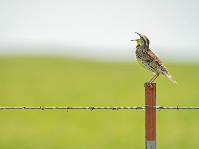 A brown and yellow bird sits on top of a fencepost singing with its mouth open and head tilted up