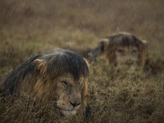 Two wet lions ride out an African storm in the Serengeti, Tanzania