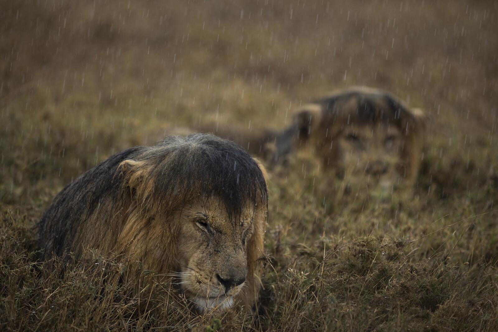 Two wet lions ride out an African storm in the Serengeti, Tanzania