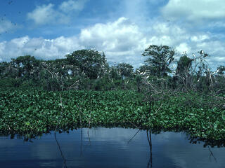 wetlands in Brazil