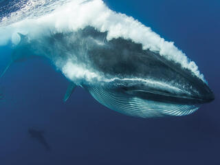 A whale underwater, passing in front of camera