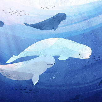 Illustration of a white whale and a light blue whale swimming in the ocean