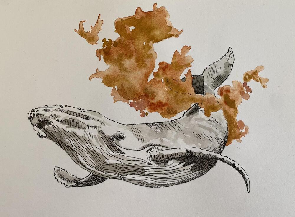 An illustration of a whale in black with brown kelp nearby