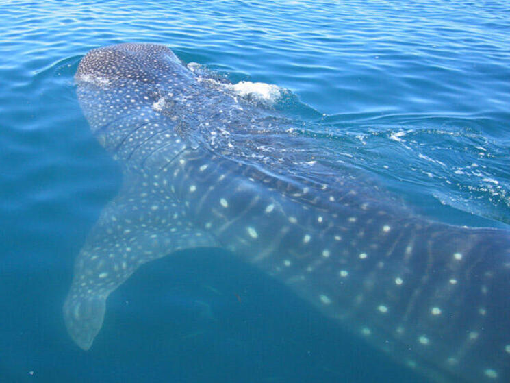 blue whale size comparison to whale shark