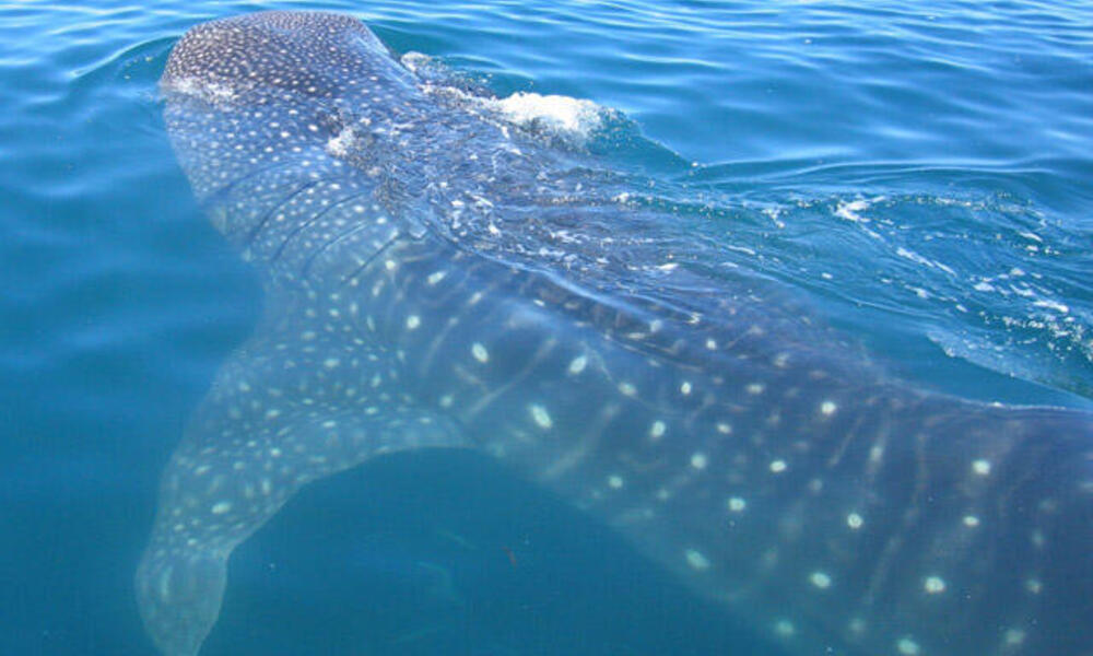Whale Shark Swimming: Why is May the Best Month
