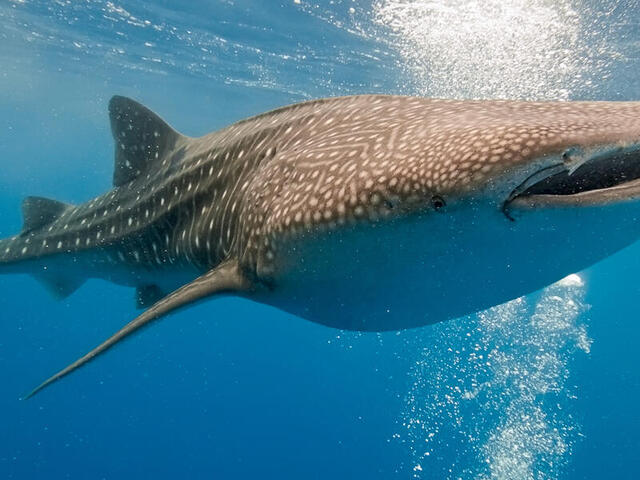 whale shark wallpaper