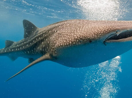 Whale Shark – For I am the Black Jaguar