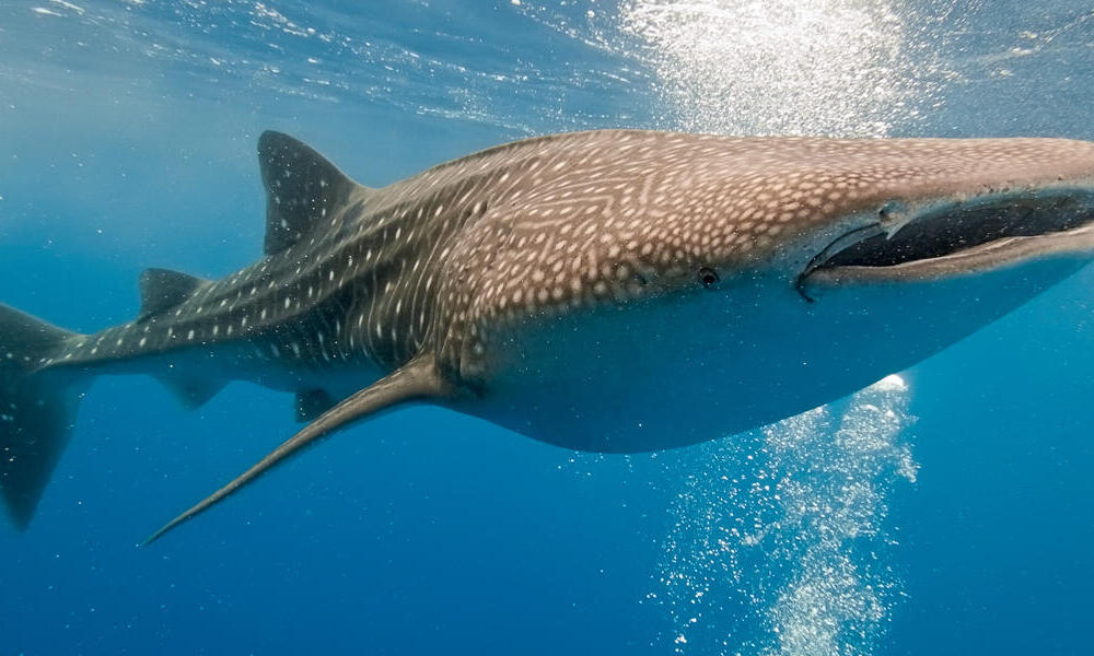 swimming with whale sharks