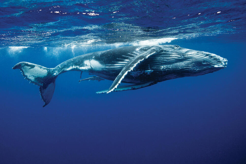 Humpback whale below surface