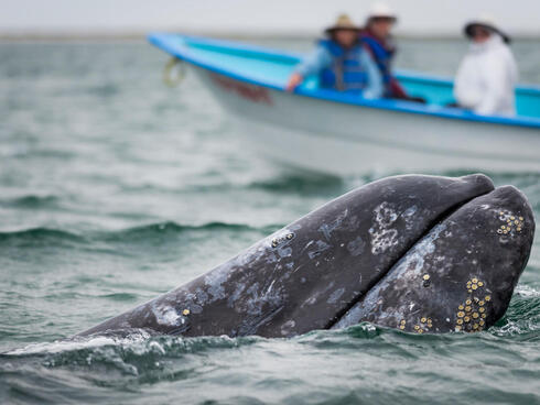 A gray whale surfaces as people in a boat in the background look on