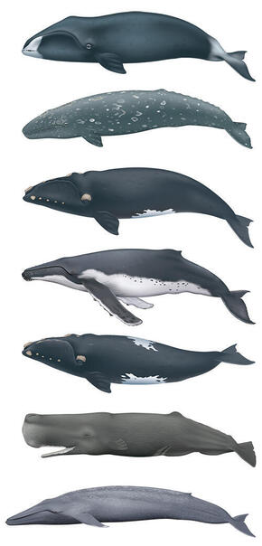 Illustrations of whales