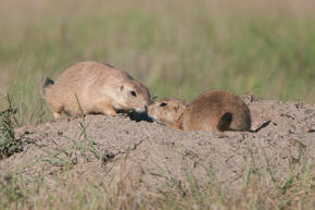 Prairie dogs