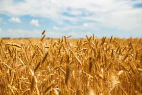 Bright wheat in front of a very blue sky