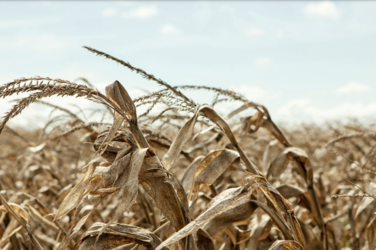 A close-up of wheat in a field under a blue sky