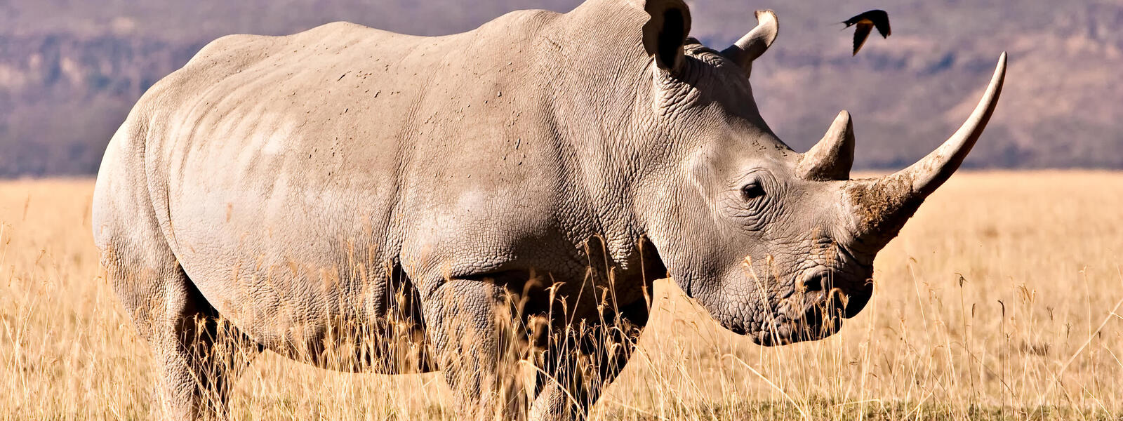 4limkea4mv_white_rhino_42993643.jpg