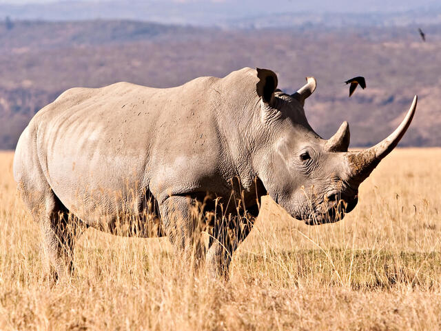 southern white rhinoceros