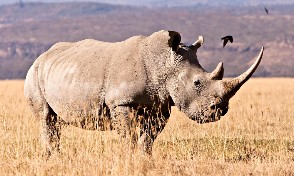 how many white rhinoceros are left in the world